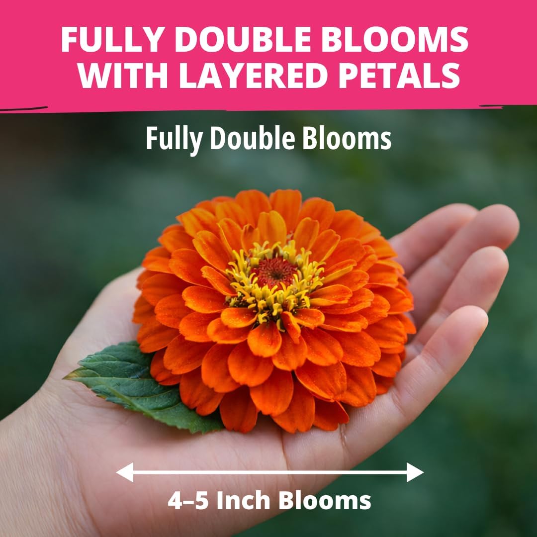 HOME GROWN Zinnia Dahlia Seeds - 524 Non GMO for Vibrant Pollinator Gardens