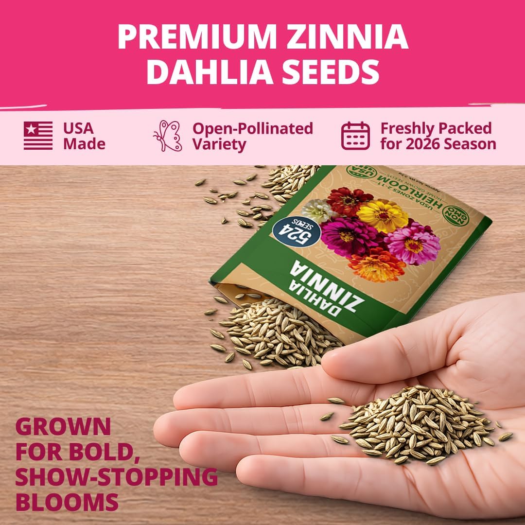 HOME GROWN Zinnia Dahlia Seeds - 524 Non GMO for Vibrant Pollinator Gardens