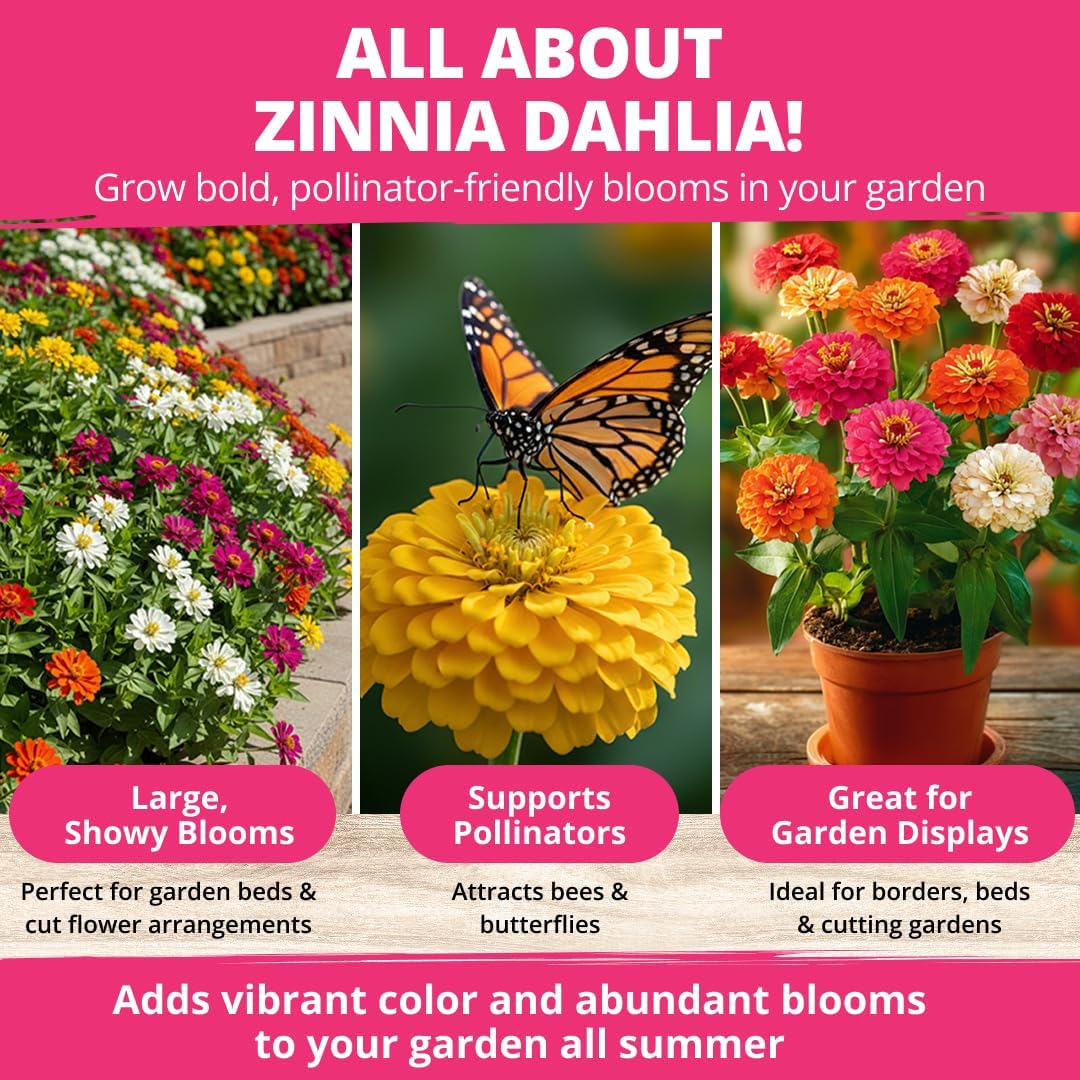 HOME GROWN Zinnia Dahlia Seeds - 524 Non GMO for Vibrant Pollinator Gardens