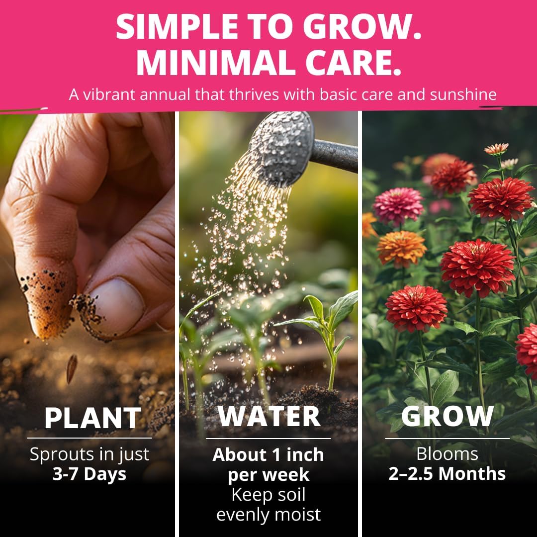 HOME GROWN Zinnia Dahlia Seeds - 524 Non GMO for Vibrant Pollinator Gardens