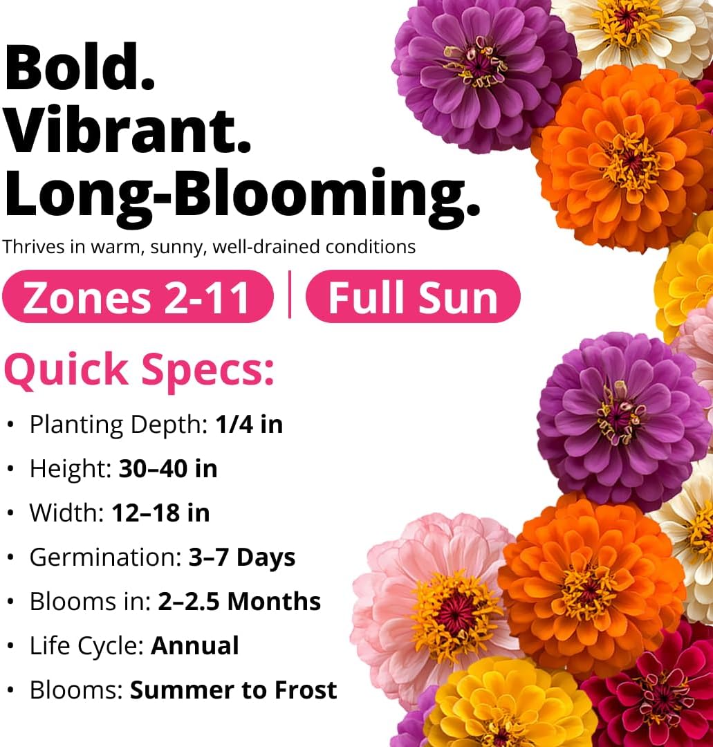HOME GROWN Zinnia Dahlia Seeds - 524 Non GMO for Vibrant Pollinator Gardens